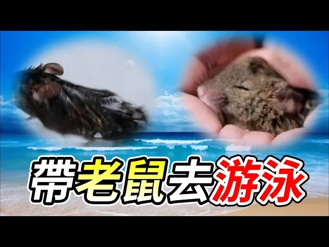 【維鼠日記】夏天消暑 帶老鼠去游泳玩水【維特】